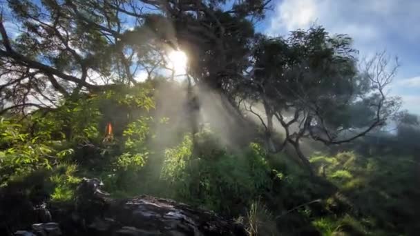Piękne światło słoneczne przechodzące przez mgłę leśną, promienie słońca świecące na gałęziach drzew — Wideo stockowe