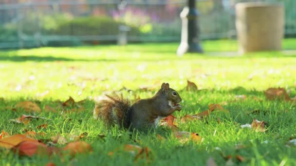 Zeitlupe 4K warme Herbstaufnahmen, niedliches Eichhörnchen frisst Nüsse im grünen Wiesenpark — Stockvideo