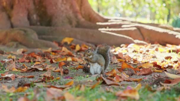 Mouvement lent adorable écureuil debout et regardant autour pour les gens, automne 4K — Video
