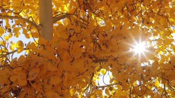 Images d'automne cinématographiques feuilles de peuplier faux-tremble jaune dans la forêt naturelle d'automne, feuillage — Video