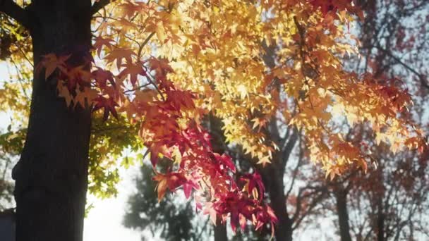 Otoño naturaleza imágenes 4K con hojas de arce de colores con sol en el fondo — Vídeo de stock