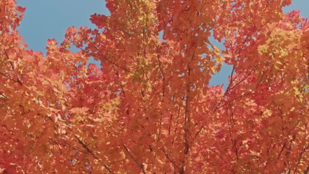 Feliz fiesta de Acción de Gracias celebración 4K fondo, hojas de arce rojo cinematográfico — Vídeo de stock