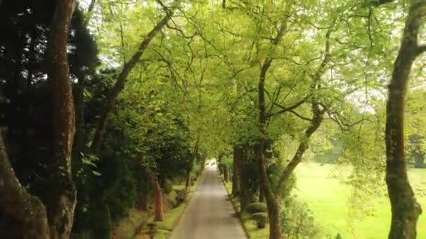 Caméra se déplaçant entre les arbres poussant le long de la route, île de Sao Miguel, Açores — Video