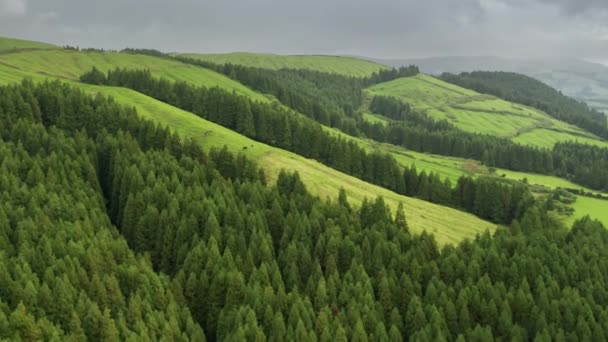 Florestas verdes que crescem nas encostas das montanhas da Ilha de San Miguel, Açores — Vídeo de Stock