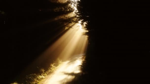 Misteriosos rayos dorados del sol brillando a través de bosques de pinos mágicos con deslumbramiento 4K — Vídeo de stock