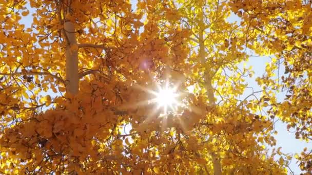 Gouden boombladeren in het herfstbos. Herfstseizoen kleurrijk gebladerte met zonnestralen — Stockvideo