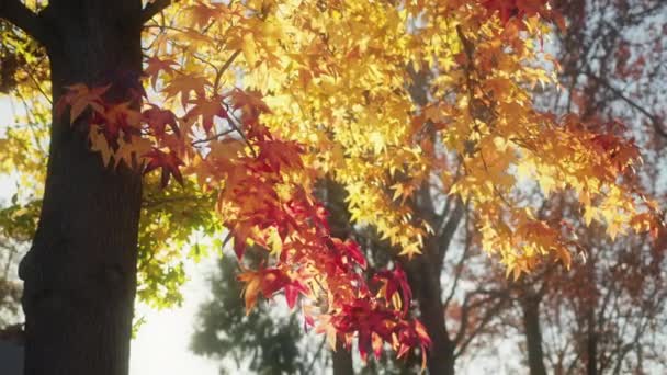 Otoño naturaleza imágenes 4K con hojas de arce de colores con sol en el fondo — Vídeos de Stock
