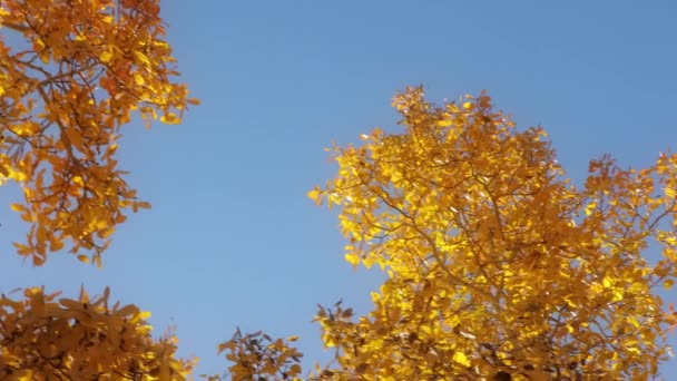 Feuillage jaune sec sur les arbres d'automne sur fond de ciel bleu par temps frais ensoleillé, 4K — Video