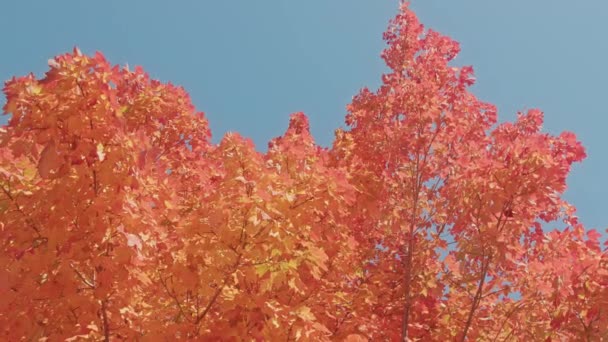 Follaje de otoño rojo cinematográfico sobre fondo de cielo azul. Hojas anaranjadas en árbol 4K — Vídeos de Stock