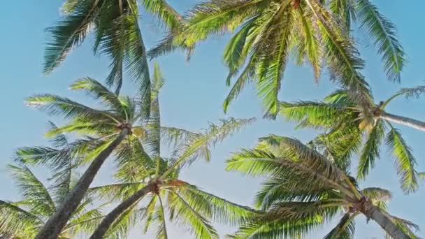 Isla paradisíaca de naturaleza tropical. Lento mo verde palmeras sobre fondo cielo azul — Vídeos de Stock