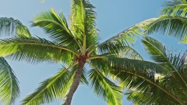 Cielo soleado de verano azul, naturaleza palmas tropicales Isla. Caribe, Hawaii beach 4K — Vídeo de stock