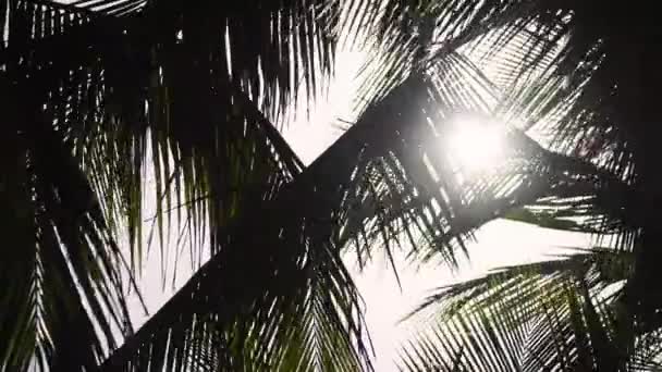 Relájese a la sombra de hermosas palmeras, Viaje a la playa del paraíso, Copiar espacio 4K — Vídeos de Stock