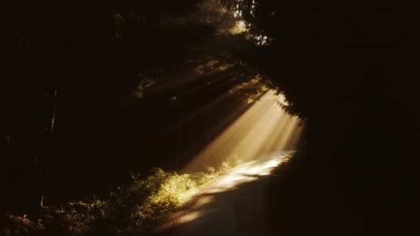 Hermosos rayos de sol en el bosque mágico de otoño, rayos de sol brillando pinos verdes brumosos — Vídeos de Stock