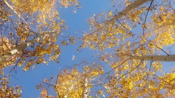 Bel filmato della stagione autunnale con pioppi dorati nel cielo blu autunnale, 4K — Video Stock