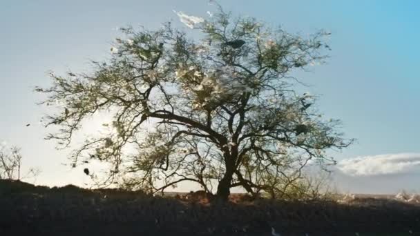 Árvore verde sobrevivendo em aterro sanitário, sacos de plástico pendurados em galhos de árvores por do sol — Vídeo de Stock