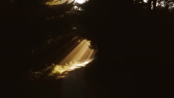 Morgen solopgang stråler skinner gennem tåget fyrreskov med gran træ grene – Stock-video