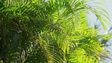 4K yağışlı yeşilliğin üzerine yağar, Hindistan cevizi palmiyesi yapraklarına yağmur düşer.