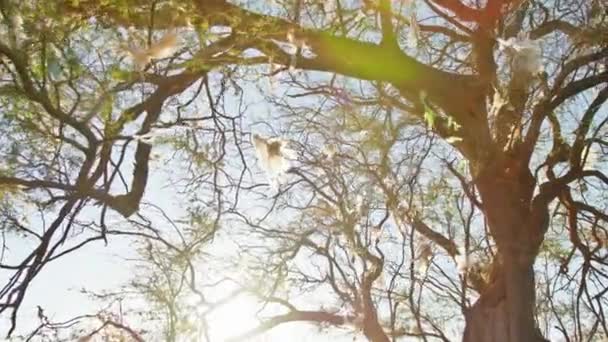 Vista cinematografica su sacchetti di plastica albero aggrovigliamento, 4K inquinamento naturale da rifiuti umani — Video Stock