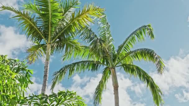Palmeras verdes de la selva contra el cielo azul y nubes blancas, Vacaciones de viaje 4K — Vídeos de Stock