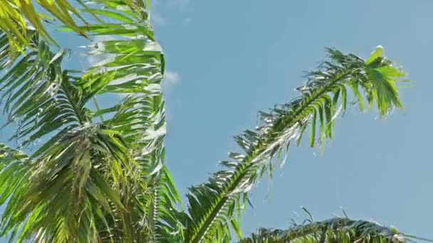 Tropische Palmen wiegen sich im Wind an einem sonnigen Sommertag mit blauem Himmel 4K — Stockvideo