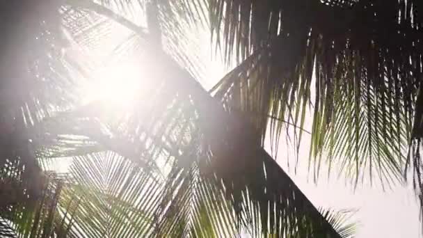 Vista das palmeiras textura e padrão em backlight, coqueiros cênicos 4K — Vídeo de Stock