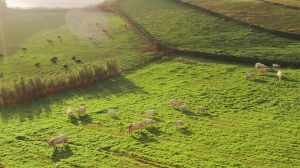 Коровы пасутся на фермерских полях на острове Сан-Хорхе, Азорские острова, Португалия, Европа — стоковое видео
