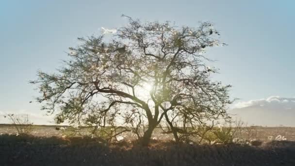 Sacos de plástico pendurados em galhos de árvores ao pôr do sol, árvore de despejo da cidade em aterro 4K — Vídeo de Stock