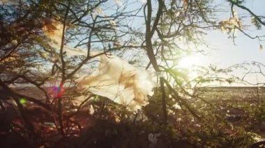 Manzaralı güneş ışınları plastikte parlıyor rüzgarda uçuşan yeşil ağaç 4K