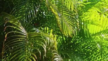 Sinema, yaz yağmurlu günde savurgan yeşillik 4K manzaralı tropikal doğa