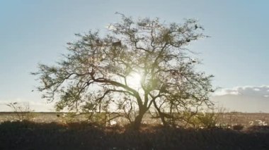 Doğa kirliliği 4K kamera arkası, yeşil ağacı saran plastik torbalar 4K USA