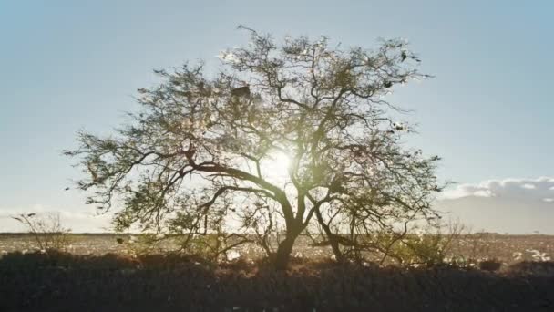 Natureza poluição 4K fundo de imagens, sacos de plástico envolvendo árvore verde 4K EUA — Vídeo de Stock