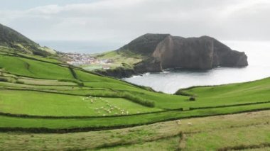 İneklerle yeşil manzara, Sao Jorge Adası, Azores, Portekiz, Avrupa