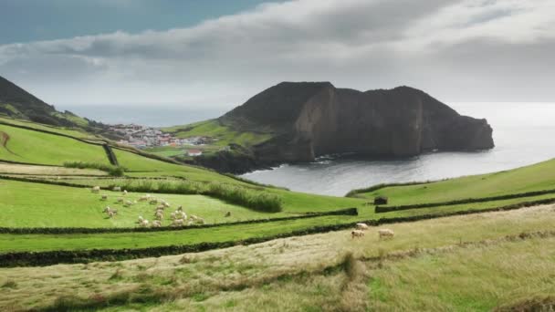 Paisaje rural con vacas domésticas en la isla de Sao Jorge, Azores, Portugal — Vídeos de Stock