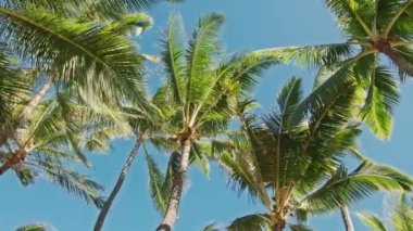 Yeşil adaya rüya gezisi, yaz günü dokunulmamış doğa, macera yolculuğu 4K