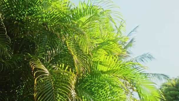 Vue sur les gouttes de pluie dans la feuille de palmier, séquence de fond d'été 4K au ralenti — Video