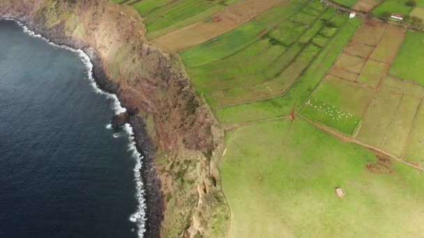 Vacas na quinta na zona rural verde da ilha de São Jorge, Açores, Portugal — Vídeo de Stock