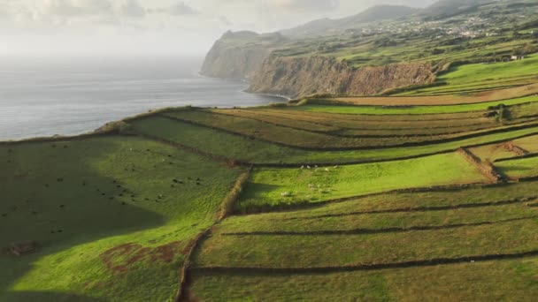 Krowy pasące się na łąkach na klifach wyspy Sao Jorge na Oceanie Atlantyckim — Wideo stockowe