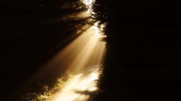 Misteriosos rayos dorados del sol brillando a través de bosques de pinos mágicos con deslumbramiento 4K — Vídeo de stock