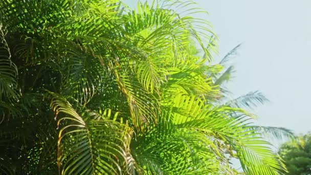 Feuille de cocotier tropicale balançant par des gouttes de pluie au soleil, Fond d'été — Video