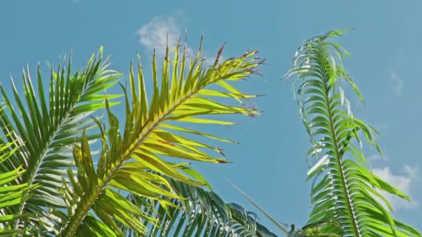 Détente sous de beaux palmiers, Paradis plage, Hawaï île Voyage, Copier l'espace — Video