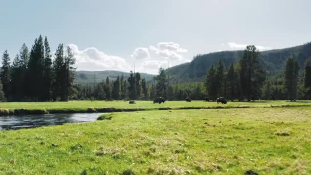 En hjord med stora bisonoxar betar på en skogsäng. Yellowstone park vilt skott — Stockvideo