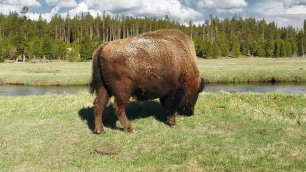Den amerikanska bisonoxen eller buffeln är nordamerikansk art, mäktig brun tjur — Stockvideo