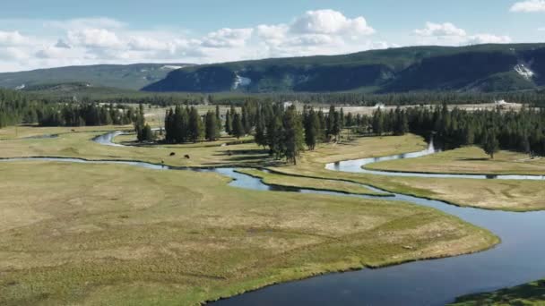 Natureza selvagem cinematográfica paisagem, rio sinuoso, prado verde, pinhal — Vídeo de Stock