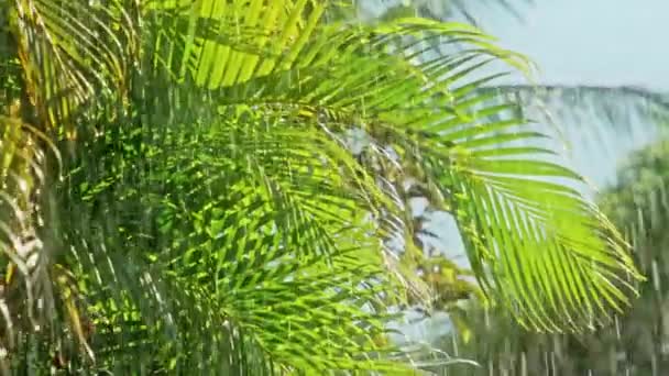 Letni tropikalny deszcz tło powolny ruch, 4K deszczowy dzień w tropikalnym lesie — Wideo stockowe