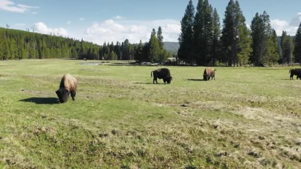 Yellowstone National Park, Wyoming EUA com rebanho de bisões em pastagem de prados verdes — Vídeo de Stock