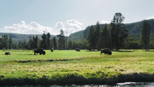 Manada de bisontes salvajes en el prado verde en el río con bosque de pieles en el fondo — Vídeo de stock