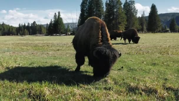 Cinematic 4K bison feeding, chewing grass on green forest meadow at scenic river — Stock Video