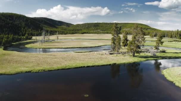 Cinematisch groen grasveld met riviertje dat rond dennenbomen stroomt, zomer — Stockvideo