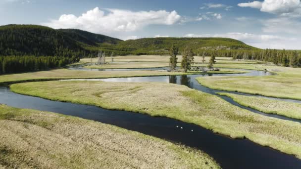 Natureza selvagem natureza com paisagem rand rive cênica floresta Yellowstone Parque Natural — Vídeo de Stock