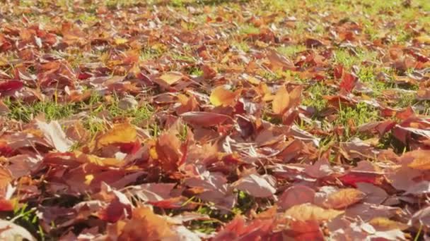 Follaje rojo de otoño Imágenes en cámara lenta 4K. Día cálido soleado cinematográfico, temporada de otoño — Vídeo de stock